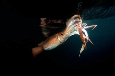 devil fish squid.